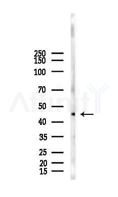 PRR5 Antibody - Western blot analysis of lysates from Hela cells(LPS,4h treatment), using PRR5 Antibody at 1/1000 dilution.