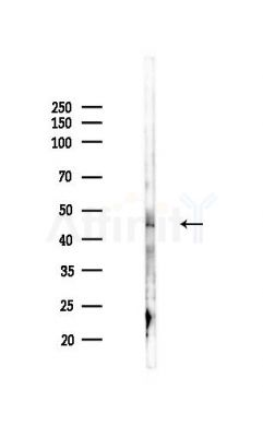 IDS Antibody - Western blot analysis of lysates from Mouse liver, using IDS Antibody at 1/1000 dilution.