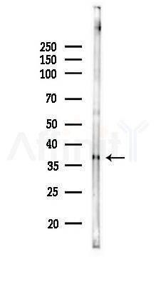 GDPD3 Antibody - Western blot analysis of lysates from Rat brain, using GDPD3 Antibody at 1/1000 dilution.