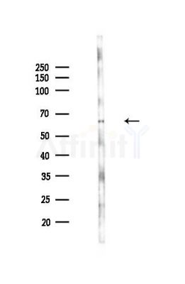 BUD13 Antibody - Western blot analysis of lysates from Mouse liver, using BUD13 Antibody at 1/1000 dilution.