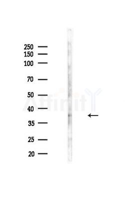ALG5 Antibody - Western blot analysis of lysates from Mouse liver, using ALG5 Antibody at 1/1000 dilution.