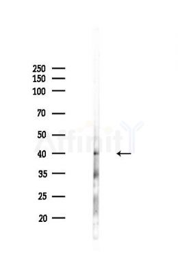 SHBG Antibody - Western blot analysis of lysates from Mouse liver, using SHBG Antibody at 1/1000 dilution.