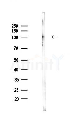 STON2 Antibody - Western blot analysis of lysates from Mouse liver, using STON2 Antibody at 1/1000 dilution.