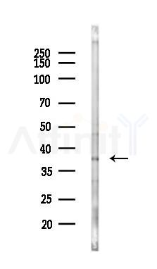GSG1L Antibody - Western blot analysis of lysates from Rat liver, using GSG1L Antibody at 1/1000 dilution.