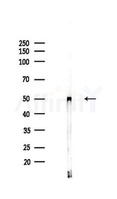 RNF38 Antibody - Western blot analysis of lysates from Mouse liver, using RNF38 Antibody at 1/1000 dilution.