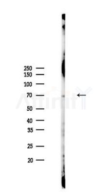 TXNDC2 Antibody - Western blot analysis of lysates from PC12 cells, using TXNDC2 Antibody at 1/1000 dilution.