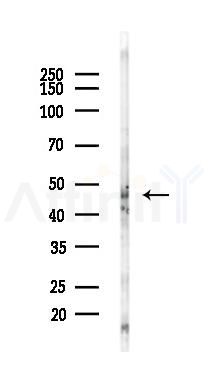 NSUN5 Antibody - Western blot analysis of lysates from Mouse testis, using NSUN5 Antibody at 1/1000 dilution.