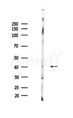 LMCD1 Antibody - Western blot analysis of lysates from Mouse liver, using LMCD1 Antibody at 1/1000 dilution.