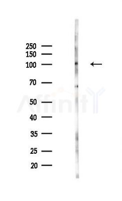 TAX1BP1 Antibody - Western blot analysis of lysates from Mouse liver, using TAX1BP1 Antibody at 1/1000 dilution.
