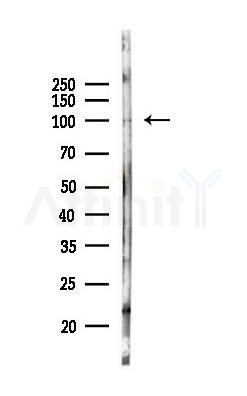 CEP85L Antibody - Western blot analysis of lysates from Mouse liver, using CEP85L Antibody at 1/1000 dilution.