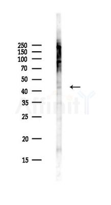 PGGT1B Antibody - Western blot analysis of lysates from Hela cells(UV,30min treatment), using PGGT1B Antibody at 1/1000 dilution.