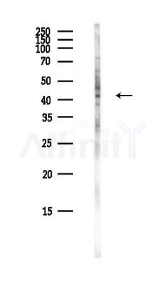 PGGT1B Antibody - Western blot analysis of lysates from COLO205 cells(heat-shock,45min treatment), using PGGT1B Antibody at 1/1000 dilution.