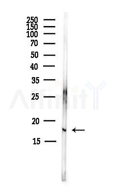 LY6G5C Antibody - Western blot analysis of lysates from MCF7 cells(heat-shock,45min treatment), using LY6G5C Antibody at 1/1000 dilution.