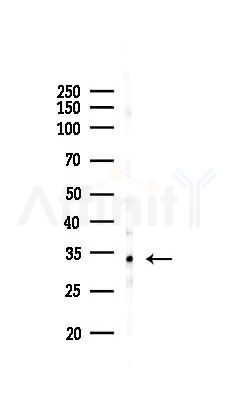 PPTC7 Antibody - Western blot analysis of lysates from Mouse liver, using PPTC7 Antibody at 1/1000 dilution.