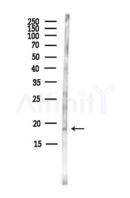 FAM107B Antibody - Western blot analysis of lysates from MCF7 cells(heat-shock,45min treatment), using FAM107B Antibody at 1/1000 dilution.