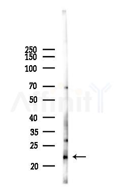 SELENOT Antibody - Western blot analysis of lysates from Mouse liver, using SELENOT Antibody at 1/1000 dilution.