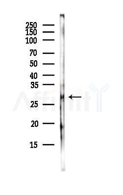 H1FNT Antibody - Western blot analysis of lysates from COLO205 cells(heat-shock,45min treatment), using H1FNT Antibody at 1/1000 dilution.