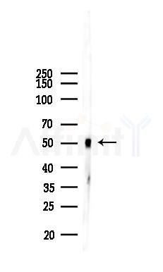 DNAJA4 Antibody - Western blot analysis of lysates from Mouse liver, using DNAJA4 Antibody at 1/1000 dilution.