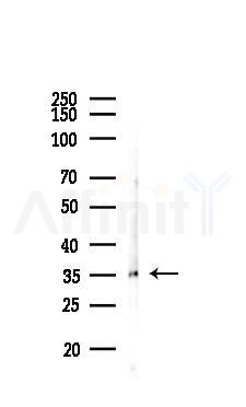 OR51S1 Antibody - Western blot analysis of lysates from Mouse liver, using OR51S1 Antibody at 1/1000 dilution.