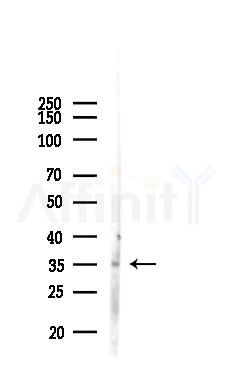 OR2J3 Antibody - Western blot analysis of lysates from Mouse liver, using OR2J3 Antibody at 1/1000 dilution.