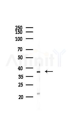 OR2AK2 Antibody - Western blot analysis of lysates from Mouse liver, using OR2AK2 Antibody at 1/1000 dilution.