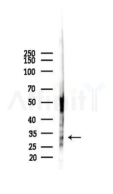 OR2D2 Antibody - Western blot analysis of lysates from Mouse liver, using OR2D2 Antibody at 1/1000 dilution.