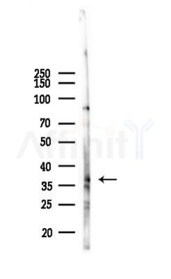 OR56A3 Antibody - Western blot analysis of lysates from Mouse liver, using OR56A3 Antibody at 1/1000 dilution.