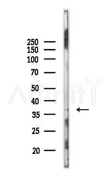 GPR42 Antibody - Western blot analysis of lysates from MCF7 cells(heat-shock,45min treatment), using GPR42 Antibody at 1/1000 dilution.