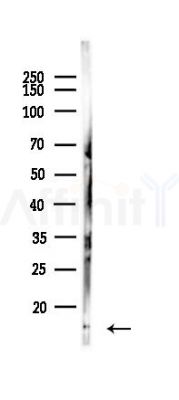 LCE3C Antibody - Western blot analysis of lysates from Mouse liver, using LCE3C Antibody at 1/1000 dilution.