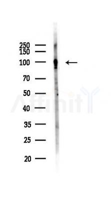 SCYL1 Antibody - Western blot analysis of lysates from Mouse liver, using SCYL1 Antibody at 1/1000 dilution.