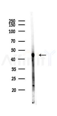 TRIB1 Antibody - Western blot analysis of lysates from Mouse liver, using TRIB1 Antibody at 1/1000 dilution.