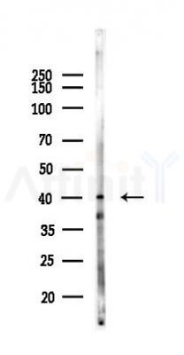 RILP Antibody - Western blot analysis of lysates from Mouse liver, using RILP Antibody at 1/1000 dilution.