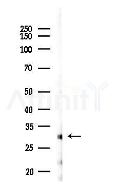 VGLL4 Antibody - Western blot analysis of lysates from Rat liver, using VGLL4 Antibody at 1/1000 dilution.