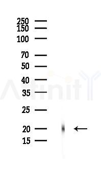 FAM210B Antibody - Western blot analysis of lysates from Rat brain, using FAM210B Antibody at 1/1000 dilution.