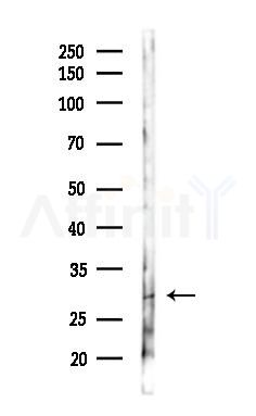 SPEF1 Antibody - Western blot analysis of lysates from Mouse lung, using SPEF1 Antibody at 1/1000 dilution.