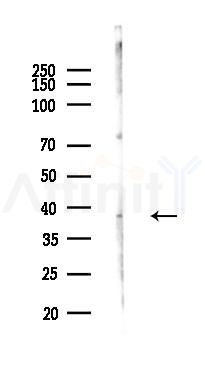 ANXA13 Antibody - Western blot analysis of lysates from Mouse lung, using ANXA13 Antibody at 1/1000 dilution.