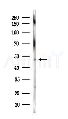 SEPHS2 Antibody - Western blot analysis of lysates from Mouse lung, using SEPHS2 Antibody at 1/1000 dilution.
