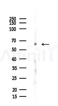SNW1 Antibody - Western blot analysis of lysates from Mouse lung, using SNW1 Antibody at 1/1000 dilution.