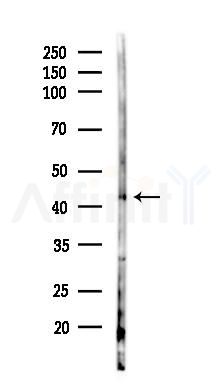 APTX Antibody - Western blot analysis of lysates from Mouse lung, using APTX Antibody at 1/1000 dilution.