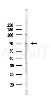 TMCO3 Antibody - Western blot analysis of lysates from MCF7 cells(heat-shock,45min treatment), using TMCO3 Antibody at 1/1000 dilution.