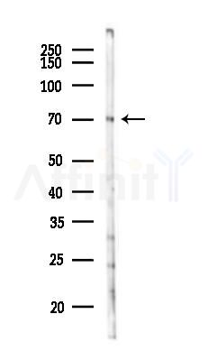 TMCO3 Antibody - Western blot analysis of lysates from Rat liver, using TMCO3 Antibody at 1/1000 dilution.