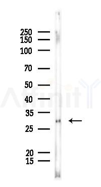 RPL8 Antibody - Western blot analysis of lysates from A375 cells, using RPL8 Antibody at 1/1000 dilution.