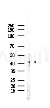 MBNL2 Antibody - Western blot analysis of lysates from Mouse muscle, using MBNL2 Antibody at 1/1000 dilution.