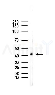 MBNL2 Antibody - Western blot analysis of lysates from A375 cells, using MBNL2 Antibody at 1/1000 dilution.
