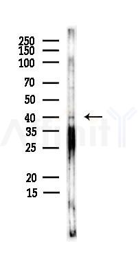 MADCAM1 Antibody - Western blot analysis of lysates from PC12 cells(heat-shock,45min treatment), using MADCAM1 Antibody at 1/1000 dilution.