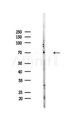 DUSP8 Antibody - Western blot analysis of lysates from Mouse lung, using DUSP8 Antibody at 1/1000 dilution.