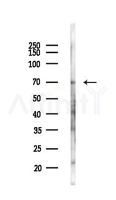 PUS10 Antibody - Western blot analysis of lysates from Mouse testis, using PUS10 Antibody at 1/1000 dilution.