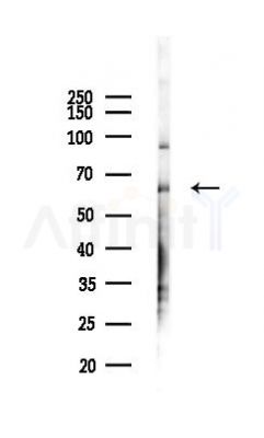 ARSD Antibody - Western blot analysis of lysates from Mouse testis, using ARSD Antibody at 1/1000 dilution.
