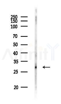 SPR Antibody - Western blot analysis of lysates from PC12 cells, using SPR Antibody at 1/1000 dilution.