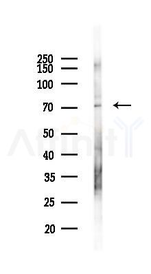 SMPD3 Antibody - Western blot analysis of lysates from Mouse testis, using SMPD3 Antibody at 1/1000 dilution.